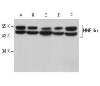 HNF-3&alpha; Antibody (A-3) - Western Blotting - Image 362198 