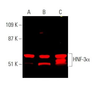 ruruページ catalase Antibody (H-9) | SCBT - Santa Cruz Biotechnology