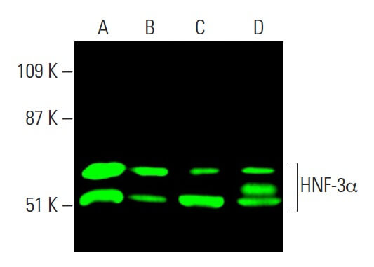 HNF-3α Antibody (A-3) | SCBT - Santa Cruz Biotechnology