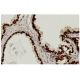 HNF-3α Antibody (Q-6) - Immunohistochemistry - Image 36274 