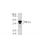 HNF-3α Antibody (Q-6) - Western Blotting - Image 34425