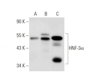 HNF-3&alpha; Antibody (Q-6) - Western Blotting - Image 70521 