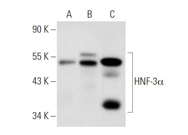 HNF-3α Antibody (Q-6) | SCBT - Santa Cruz Biotechnology