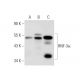 HNF-3α Antibody (Q-6) - Western Blotting - Image 70521 