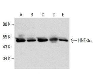western blotting image from recommended HNF-3&alpha; (A-3) monoclonal antibody replacement. Image 326534