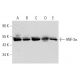 western blotting image from recommended HNF-3α (A-3) monoclonal antibody replacement. Image 326534