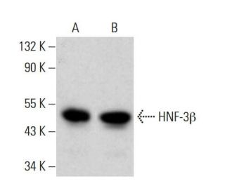 HNF-3&beta; Antibody (A-12) - Western Blotting - Image 380538 