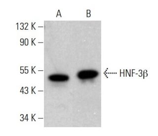HNF-3&beta; Antibody (B-2) - Western Blotting - Image 380539 