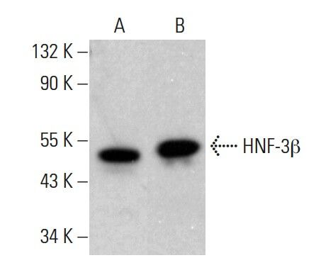 HNF-3β抗体 (B-2) | SCBT - Santa Cruz Biotechnology