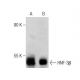 western blotting image from recommended HNF-3β (H-4) monoclonal antibody replacement. Image 283494