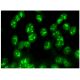 HNF-3γ Antibody (D-4) - Immunofluorescence - Image 293898 