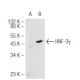 HNF-3γ Antibody (D-4) - Western Blotting - Image 93727