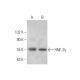 HNF-3γ Antibody (D-4) - Western Blotting - Image 353394 