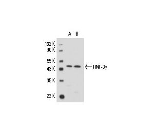 western blotting image from recommended HNF-3&gamma; (A-2) monoclonal antibody replacement. Image 15616