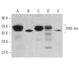 HNF-4α Antibody (H-1) - Western Blotting - Image 376377Each CRISPR/Cas9 Knockout (KO) Plasmid product consists of a pool of 3 plasmids designed to ensure identification and cleavage of a specific gene for maximum knockout efficiency. Each plasmid encodes a unique 20 nt sequence derived from the GeCKO (v2) library.