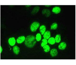 HNF-4α Antibody (H-1) | SCBT - Santa Cruz Biotechnology