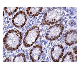 HNF-4α Antibody (H-1) | SCBT - Santa Cruz Biotechnology