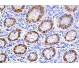HNF-4&alpha; Antibody (H-1) - Immunohistochemistry - Image 353791 