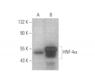HNF-4α Antibody (H-1) | SCBT - Santa Cruz Biotechnology
