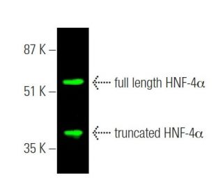 その他 ZACK777 HNF-4α Antibody (H-1) | SCBT - Santa Cruz Biotechnology