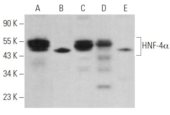 その他 ZACK777 HNF-4α Antibody (H-1) | SCBT - Santa Cruz Biotechnology