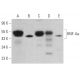 western blotting image from recommended HNF-4α (H-1) monoclonal antibody replacement. Image 376377