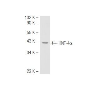 HNF-4&alpha; Antibody (Q-15) - Western Blotting - Image 51001 