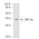 HNF-4α Antibody (Q-15) - Western Blotting - Image 51001 
