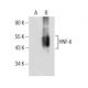 HNF-6 Antibody (B-1) - Western Blotting - Image 155149