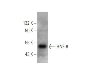 HNF-6 Antibody (B-1) - Western Blotting - Image 353395 