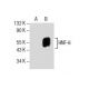 HNF-6 Antibody (G-10) - Western Blotting - Image 154509