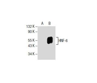 western blotting image from recommended HNF-6 (G-10) monoclonal antibody replacement. Image 154509