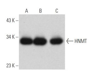 HNMT Antibody (D-5) - Western Blotting - Image 374677 