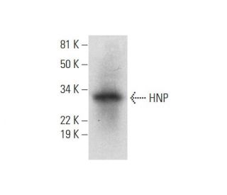 HNP Antibody (H-2) - Western Blotting - Image 290027 