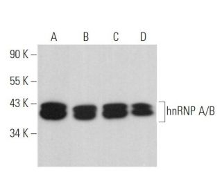 hnRNP A/B Antibody (G-12) - Western Blotting - Image 373183