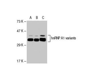 hnRNP A1 Antibody (9H10) - Western Blotting - Image 46462 