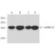 western blotting image from recommended hnRNP A1 (4B10) monoclonal antibody replacement. Image 357410