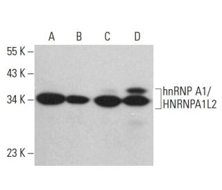 hnRNP A1/HNRNPA1L2 Antibody (F-8) - Western Blotting - Image 361533 
