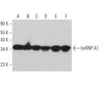 hnRNP A1 Antibody (4B10) - Western Blotting - Image 361541