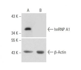 hnRNP A1 (E-17): sc-10030: Western blot analysis of hnRNP A1... 