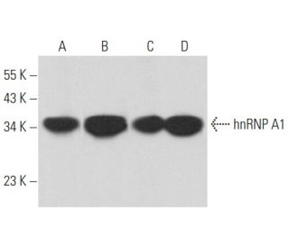 hnRNP A1 Antibody (4B10) - Western Blotting - Image 357410