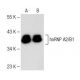 western blotting image from recommended hnRNP A2/B1 (B-7) monoclonal antibody replacement. Image 147904