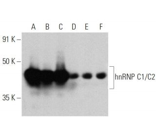 western blotting image from recommended hnRNP C1/C2 (4F4) monoclonal antibody replacement. Image 359929