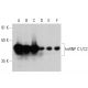 western blotting image from recommended hnRNP C1/C2 (4F4) monoclonal antibody replacement. Image 359929