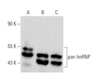 western blotting image from recommended pan hnRNP (C-6) monoclonal antibody replacement. Image 358004