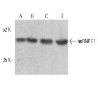 hnRNP E1 Antibody (F-6) - Western Blotting - Image 355694 