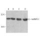 western blotting image from recommended hnRNP E1 (F-6) monoclonal antibody replacement. Image 355694
