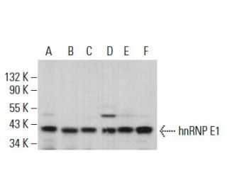 hnRNP E1 Antibody (F-6) - Western Blotting - Image 380713
