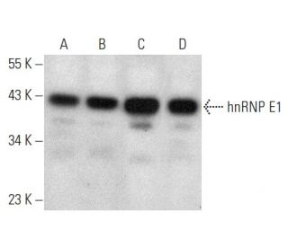 hnRNP E1 Antibody (E-2) - Western Blotting - Image 354407