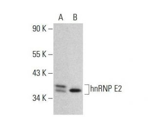 hnRNP E2 Antibody (B-7) - Western Blotting - Image 351865 